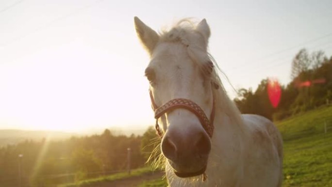镜头耀斑: 阳光明媚的夜晚，美丽的白色小马站在牧场上。