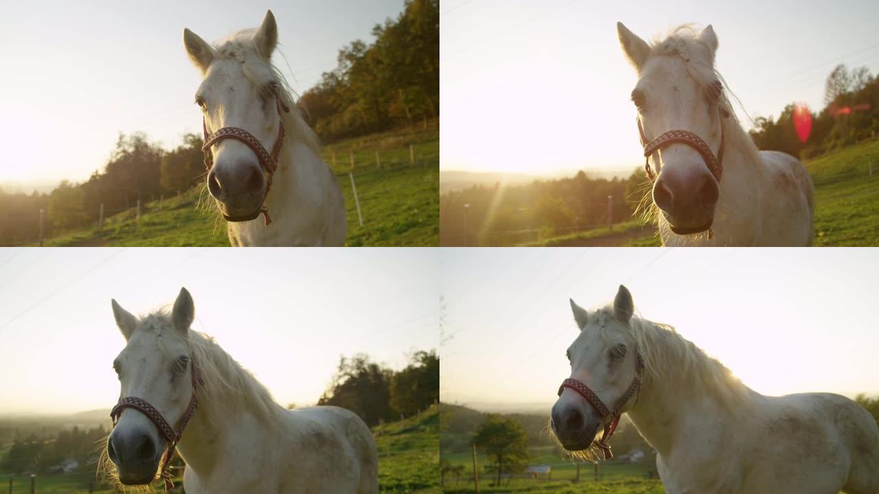 镜头耀斑: 阳光明媚的夜晚，美丽的白色小马站在牧场上。