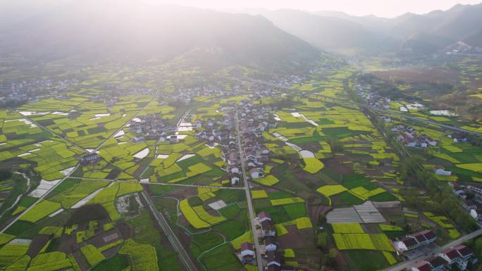 农村房屋田园油菜花