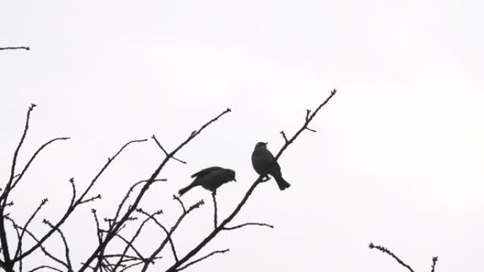 两只鸟在冬天的树上休息