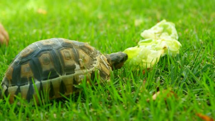 乌龟在家庭院子里吃食物4k