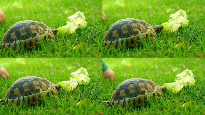 乌龟在家庭院子里吃食物4k