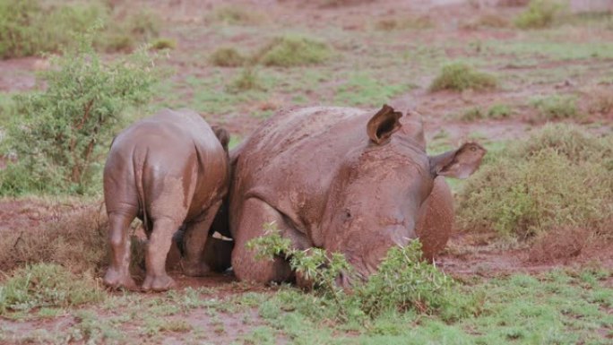 可爱的小白犀牛试图在雨中从母亲身上吸吮的特写镜头