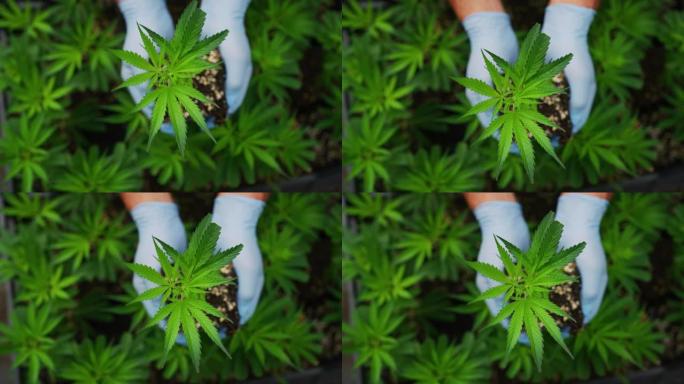 慢动作用手套关闭科学家的手检查温室中的大麻植物，用于草药替代药物和cbd石油生产