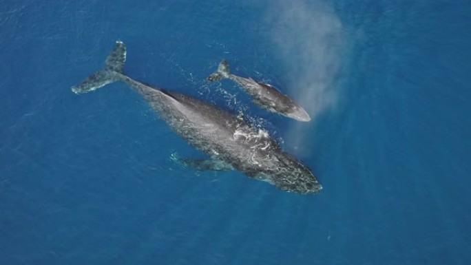 妈妈和小座头鲸一起游泳