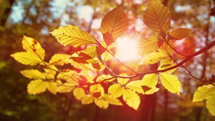 特写，dop: 金色的春天阳光照亮了田园诗般的落叶林。