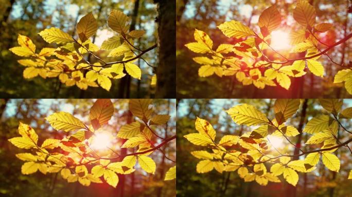 特写，dop: 金色的春天阳光照亮了田园诗般的落叶林。