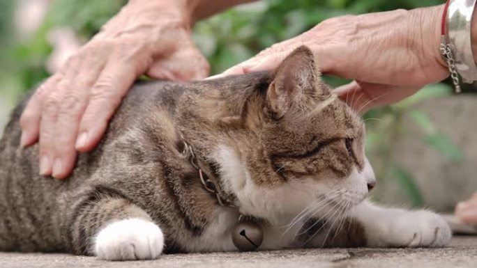 SLO MO高级女子带着爱背着猫