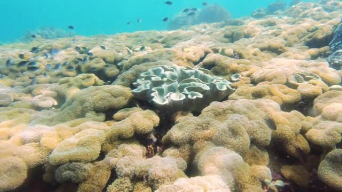 Raja Ampat拥有世界上数量最多的珊瑚礁