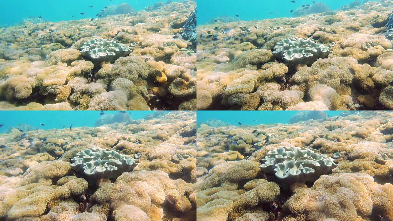 Raja Ampat拥有世界上数量最多的珊瑚礁