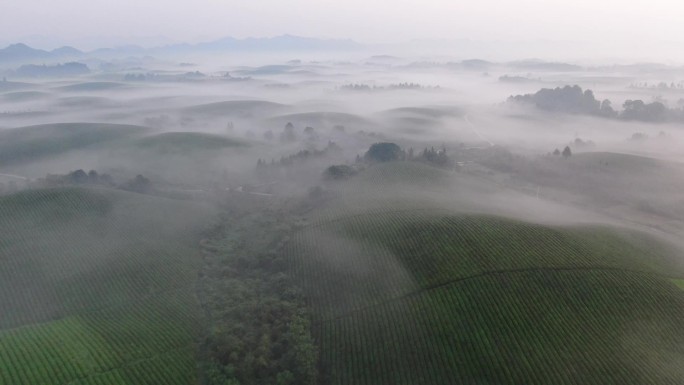 茶海高清航拍茶园晨雾万亩茶海