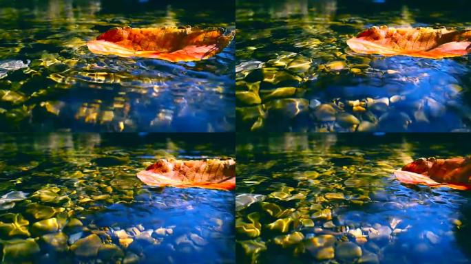 水中的红色落叶水中的红色落叶