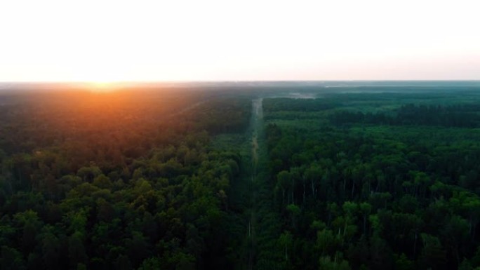 空中4k在夕阳下飞越美丽的松树森林