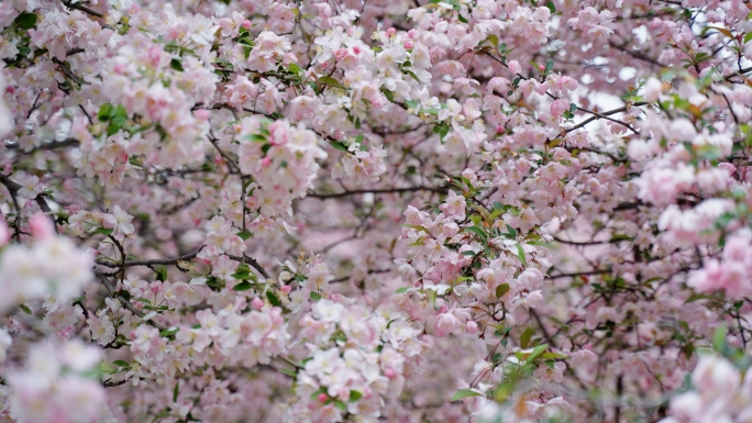 【原创】樱花升格慢镜头