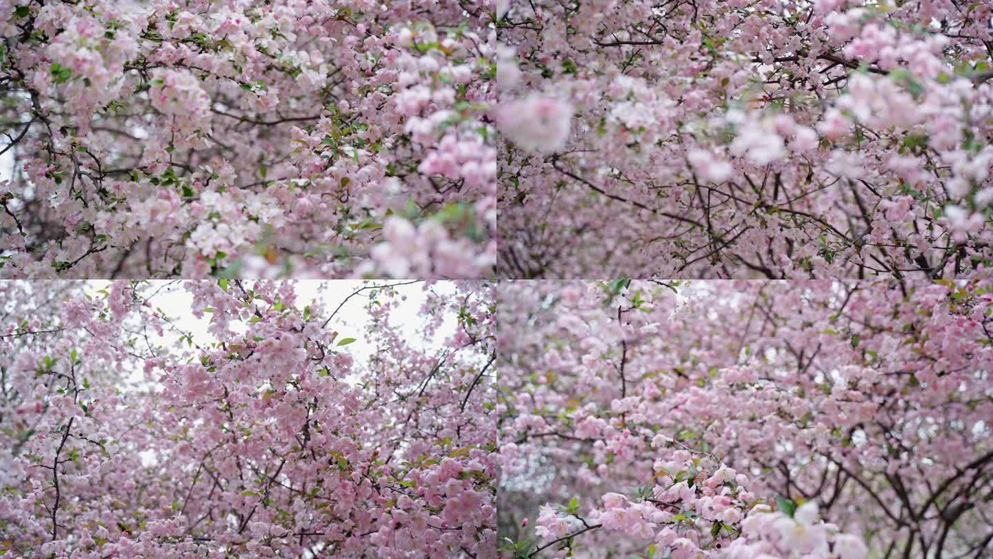 【原创】樱花升格慢镜头