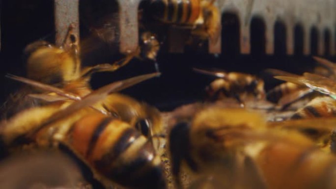 本地蜜蜂的慢动作宏观飞行并进入五颜六色的蜂巢进行繁殖