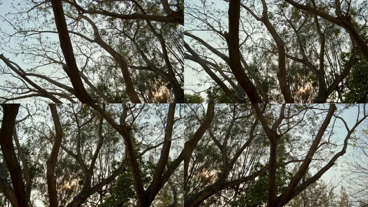 从较低角度拍摄的4k大树镜头
