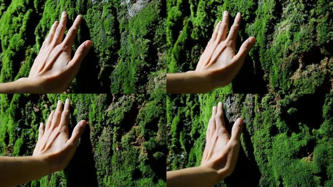男人的手抚摸着柔软的苔藓