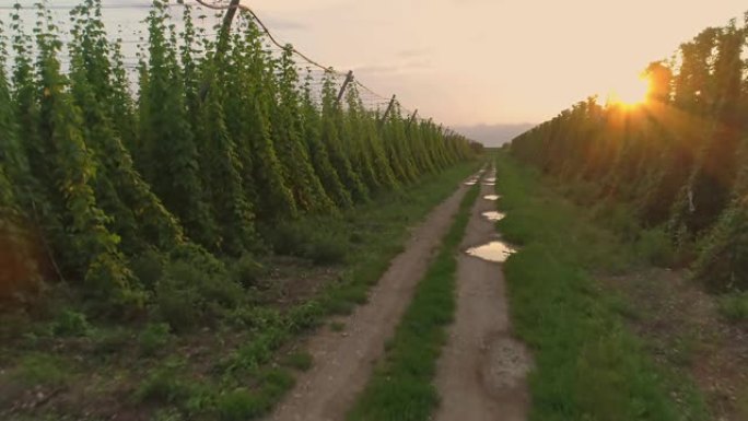 MS到WS郁郁葱葱的绿色啤酒花生长在农村阳光明媚的农村，斯洛文尼亚