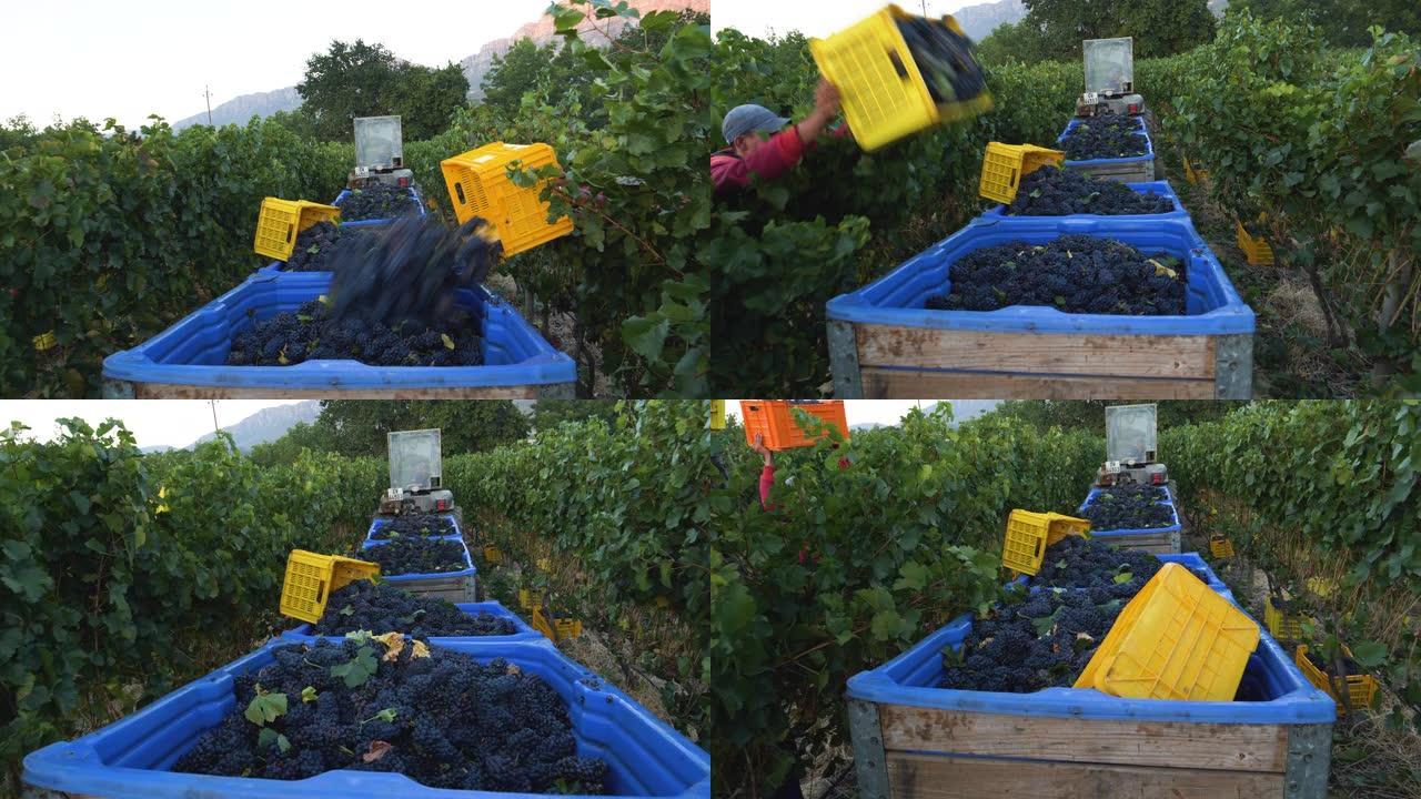 4k男性农场工人的特写镜头将收获的红葡萄倒进塑料盆中，该盆由拖拉机在南非西开普省的一个葡萄酒庄园的葡