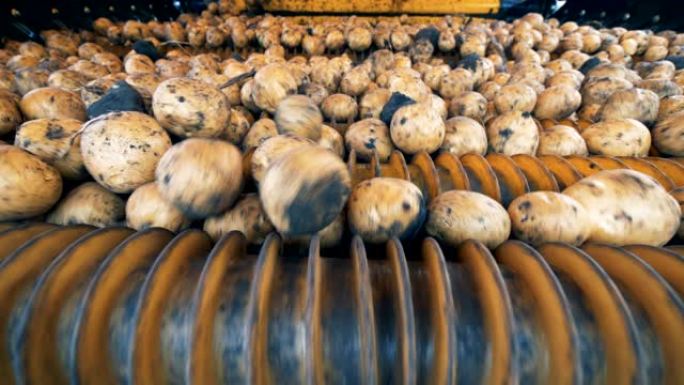 土豆正在工业机器内滚动。农业农业概念。
