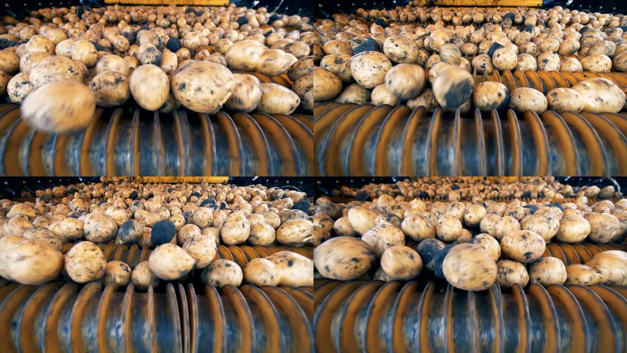土豆正在工业机器内滚动。农业农业概念。