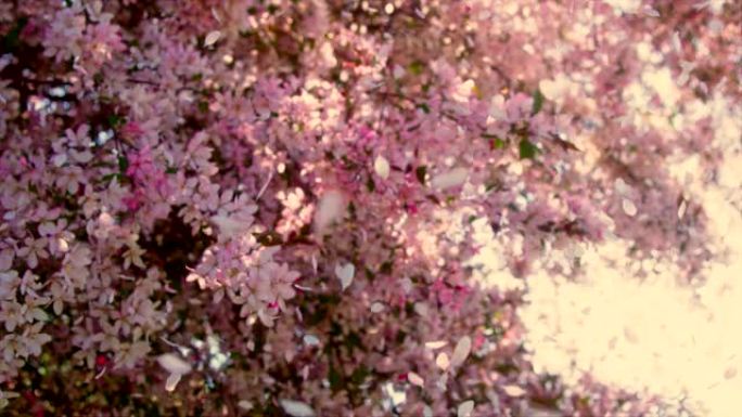 粉红色花瓣的樱花树被风吹动。
