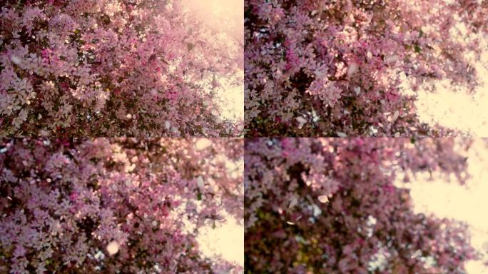 粉红色花瓣的樱花树被风吹动。