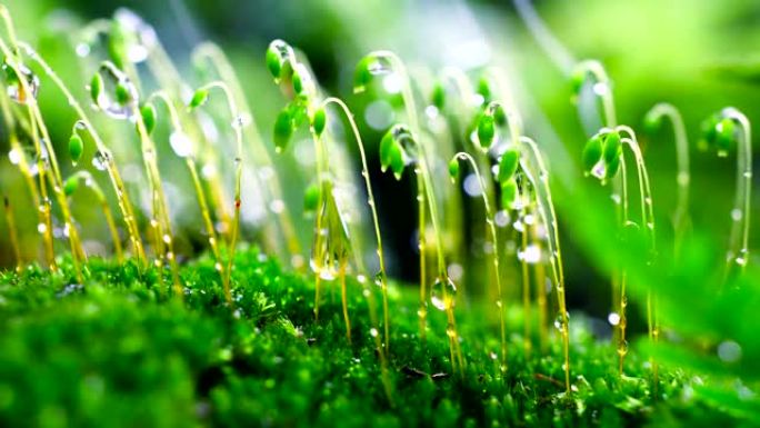 在雨中关闭苔藓雨中关闭苔藓