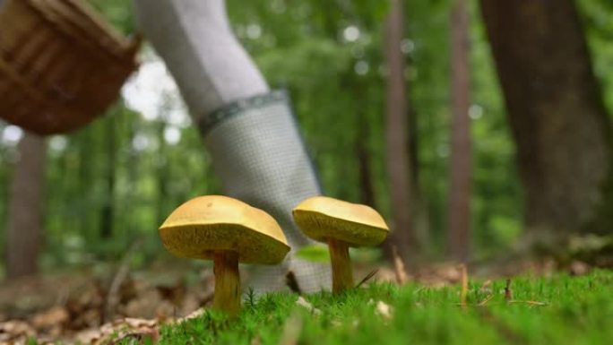 穿着胶靴的CU人走过森林中生长的黄色蘑菇