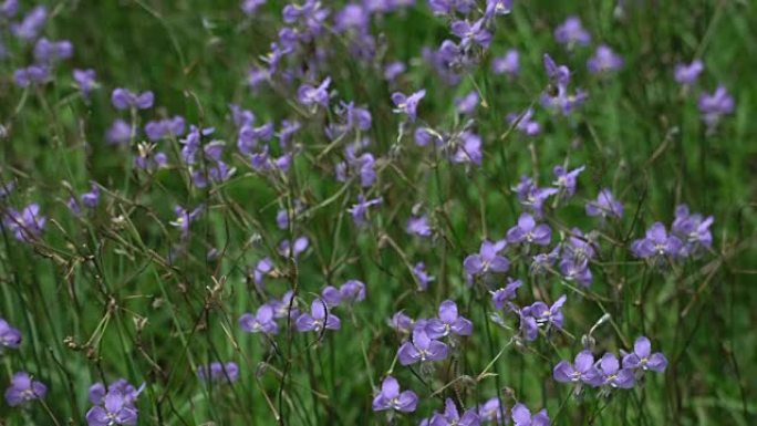 4k，Murdannia giganteum花田和绿色草地。