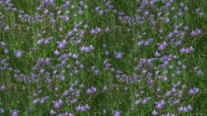 4k，Murdannia giganteum花田和绿色草地。