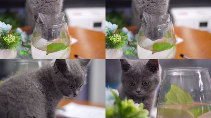 蓝猫幼猫偷喝鱼缸水可爱宠物萌宠