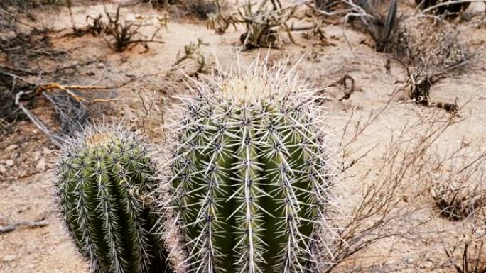 特写镜头在干燥的亚利桑那州沙漠景观中生长的两个小鱼钩桶仙人掌植物周围移动。