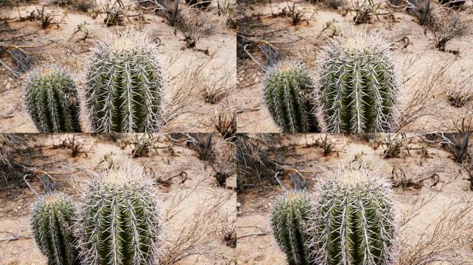 特写镜头在干燥的亚利桑那州沙漠景观中生长的两个小鱼钩桶仙人掌植物周围移动。