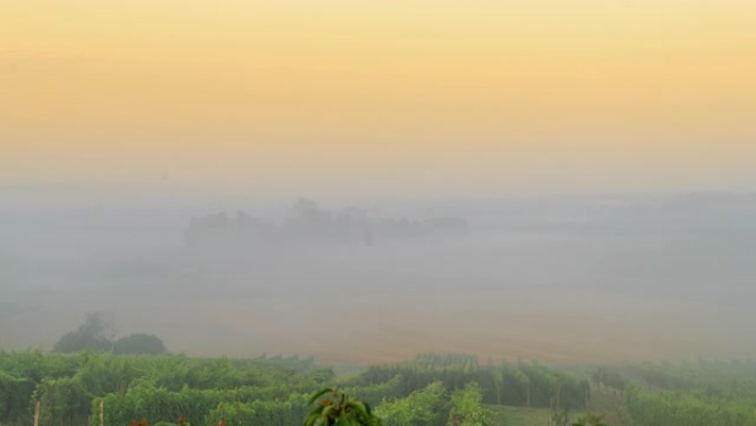 T/L葡萄园地区被雾覆盖