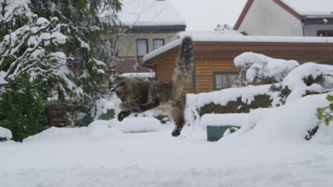 慢动作: 可爱的棕色猫跳到空中，试图抓住雪球。