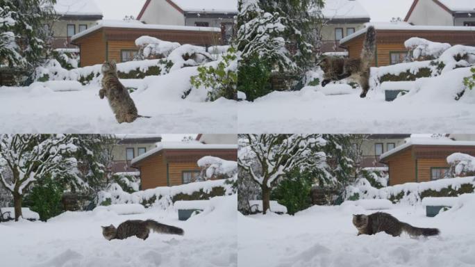 慢动作: 可爱的棕色猫跳到空中，试图抓住雪球。