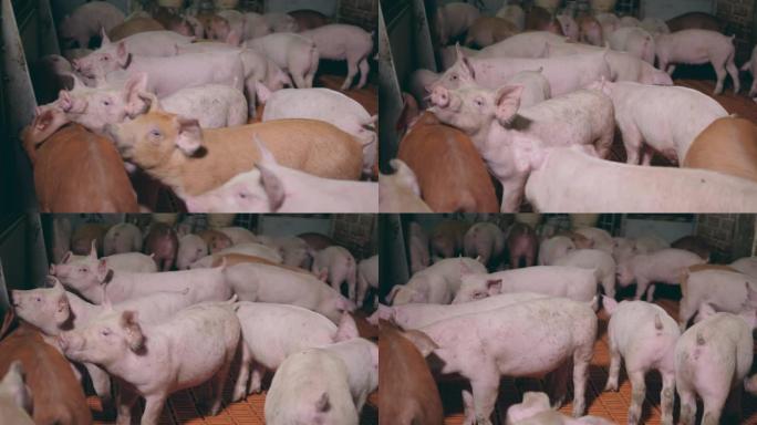 农场小猪在篱笆旁拥挤