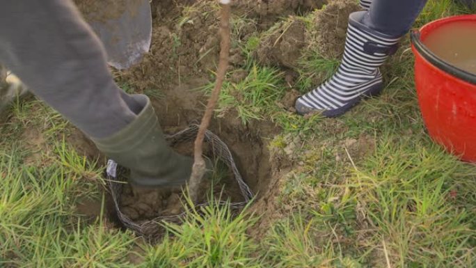 CU农民种植果树并用泥土填充孔