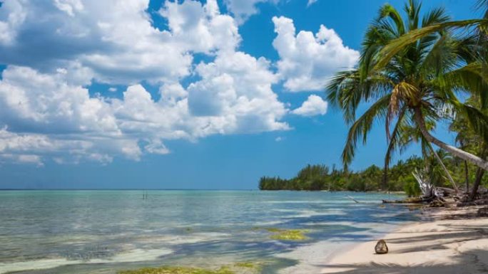 古巴有棕榈树的热带海滩
