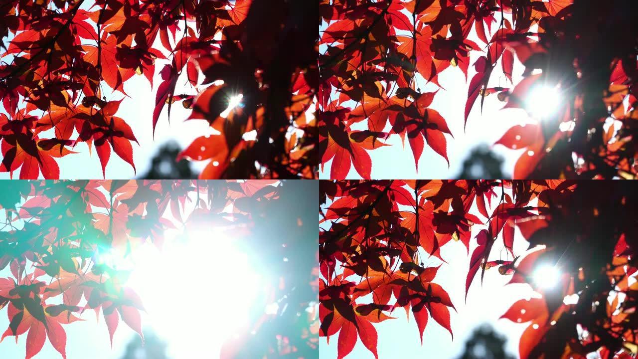 在秋天的季节，通过红色枫叶背景的4k阳光。