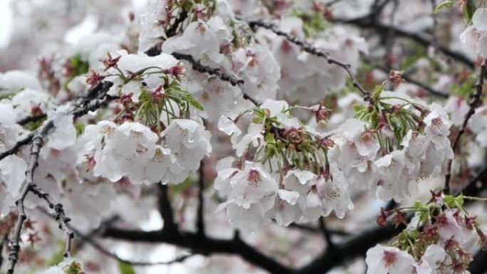 盛开的季节雪和樱花