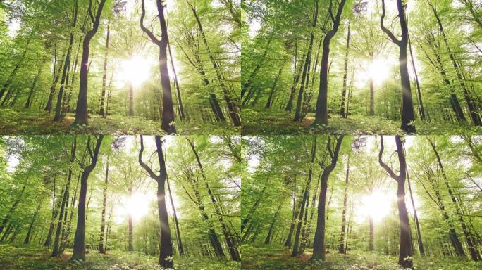 DS绿色森林对抗阳光直射