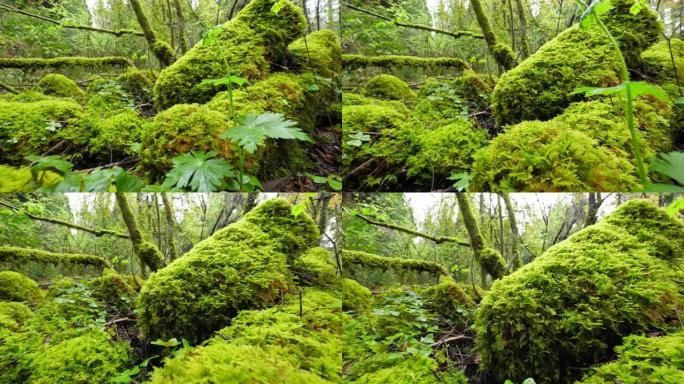森林里美丽的苔藓枯树大树青苔苔藓