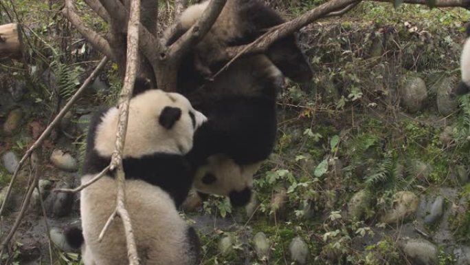 可爱的大熊猫熊在中国