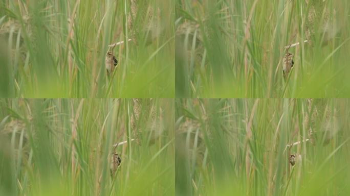 伯德女士栖息在高高的草丛中，跳入斯里兰卡的巢穴