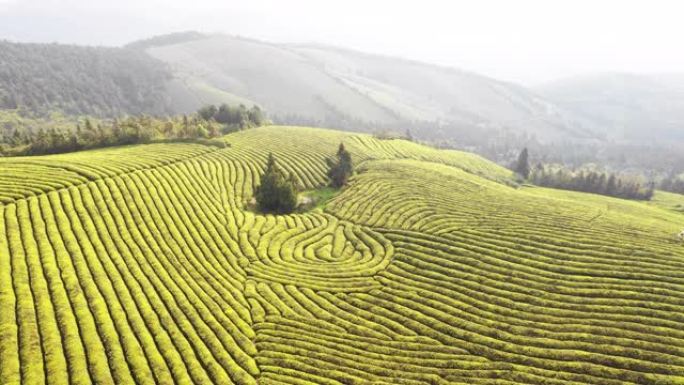 山上绿茶田的鸟瞰图