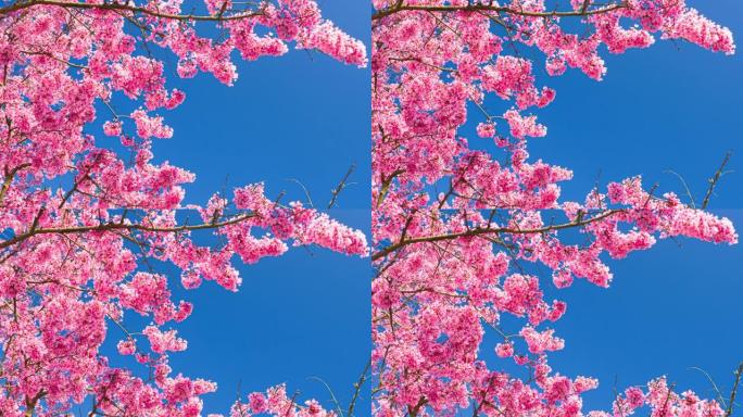 盛开的樱桃树唯美花朵鲜花特写近景