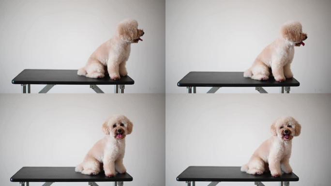 一只纯种的玩具贵宾犬坐在桌子上等待他的宠物美容师